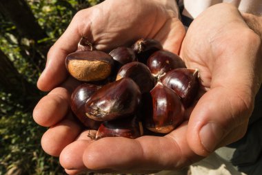 tatlı kestaneler bir avuç