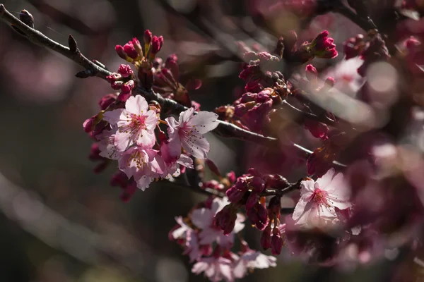 Цветение сакуры ранней весной — стоковое фото