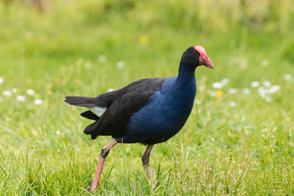 Purple swamphen on spring meadow — Stock Photo, Image