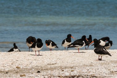 Oystercatchers sahilde sürüsü