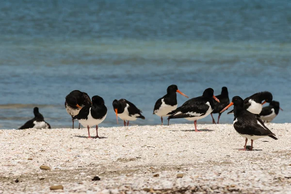 Troupeau d'huîtriers sur la plage — Photo