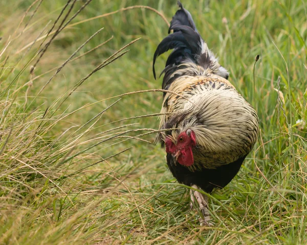 Rooster searching for food — Stock Photo, Image
