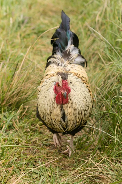 Detail of rooster walking on grass — Stock Photo, Image