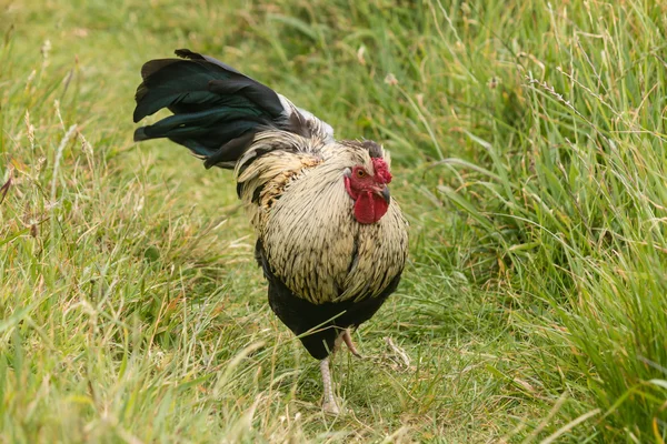 Rooster on green meadow — Stock Photo, Image