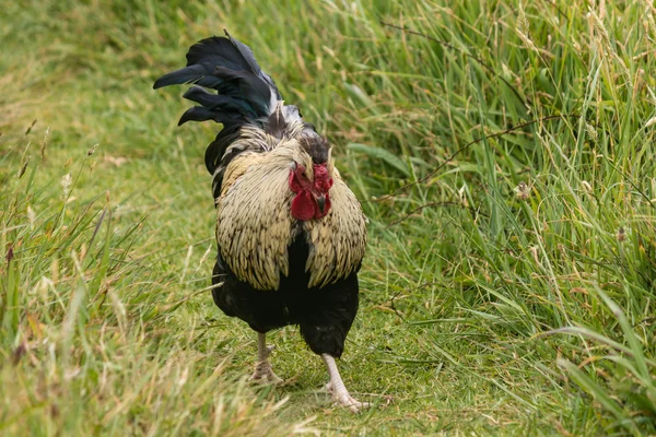 Speckled rooster walking on grass — Stock Photo, Image