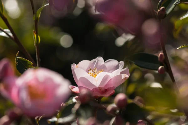 Camélias rosa no início da primavera — Fotografia de Stock