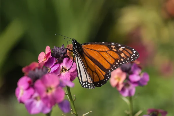 Monarch motýl krmení na růžové květy — Stock fotografie