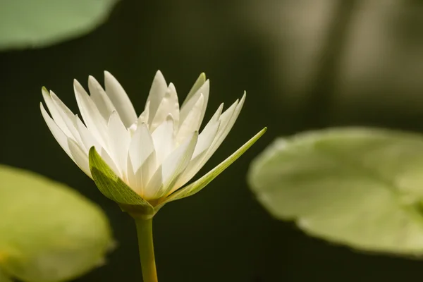 白色水百合花λευκό νερό κρίνος λουλούδι — Φωτογραφία Αρχείου