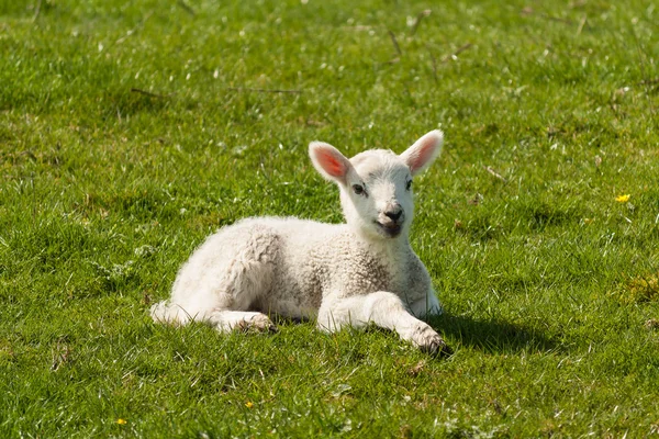 Újszülött bárány réten — Stock Fotó