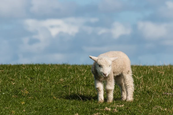 Neugeborenes Lamm auf grünem Gras — Stockfoto