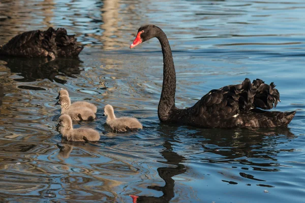 Czarny łabędź z cygnets — Zdjęcie stockowe