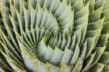 Spiral aloe leaves clipart