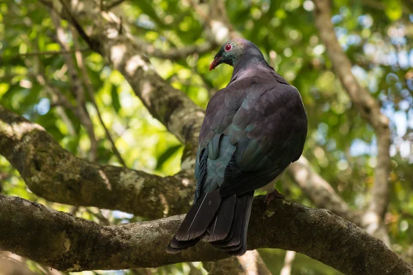 New Zealand pigeon resting on tree branch — Stock Photo, Image