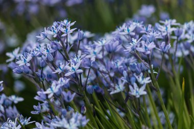 Ayrıntı scilla ramburei çiçek