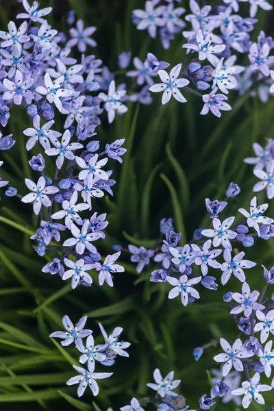 Scilla ramburei Blüten — Stockfoto