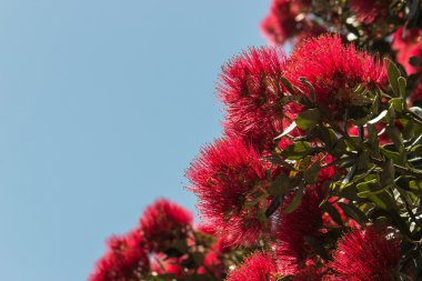 Detail of Pohutukawa flowers against blue sky clipart
