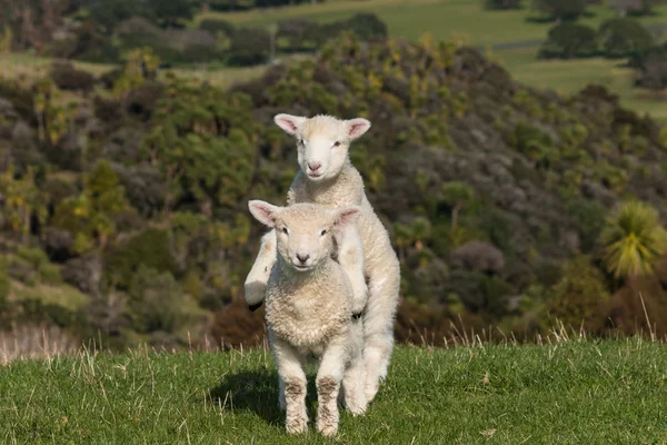 Jumpy lambs — Stock Photo, Image