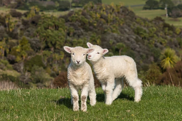 Playful lambs — Stock Photo, Image