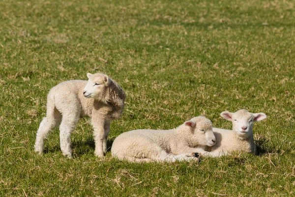 Agneaux reposant sur la prairie — Photo