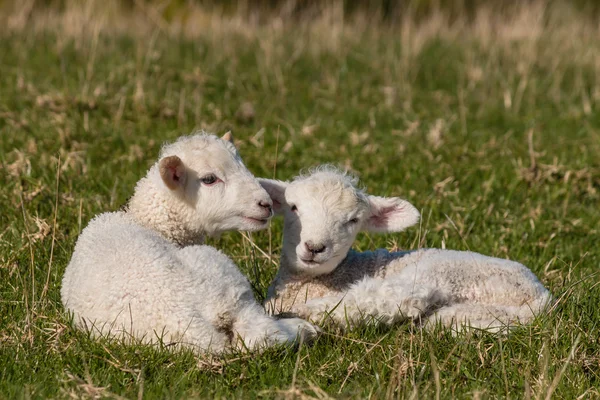 Két bárány pihen a fűben — Stock Fotó