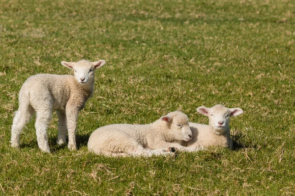 Three little lambs — Stock Photo, Image