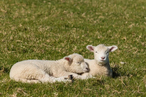 Resting newborn lambs — Stock Photo, Image