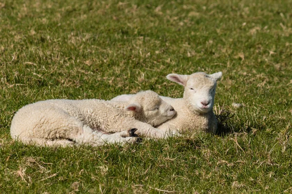 Resting lambs — Stock Photo, Image