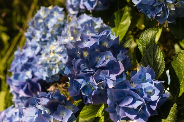Blå hortensia blommor — Stockfoto