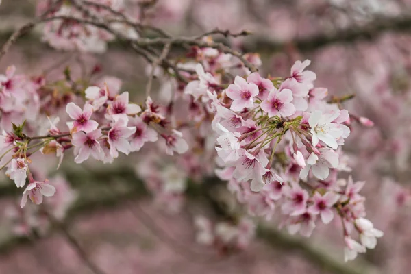 Kvetoucí strom Sakura — Stock fotografie