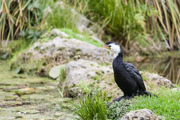 Odpočívající černý kormorána — Stock fotografie