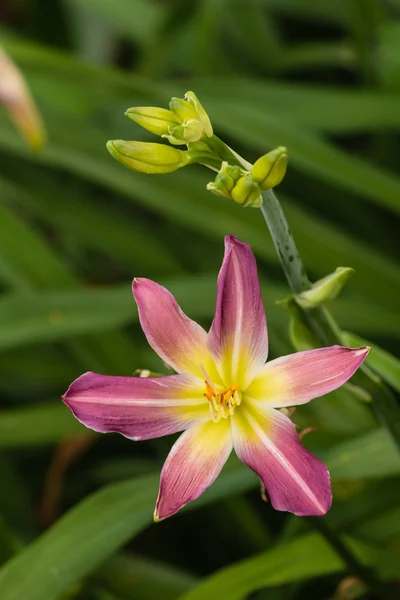 Lila Lilie abgestreift — Stockfoto