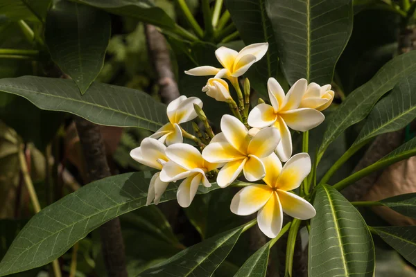 Frangipani biało -żółte kwiaty — Zdjęcie stockowe