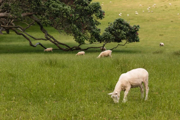 Sheared sheep grazing — Stock Photo, Image
