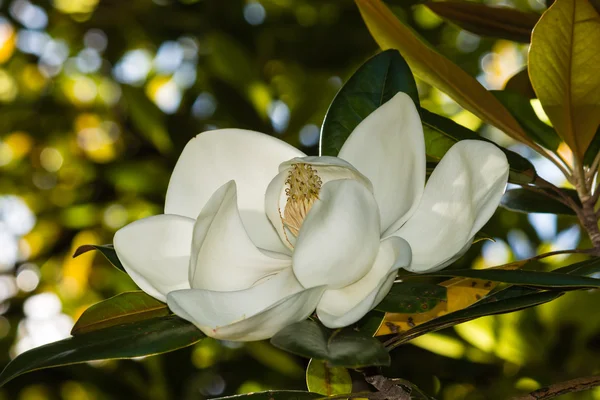 Détail de la fleur de ficus blanc — Photo