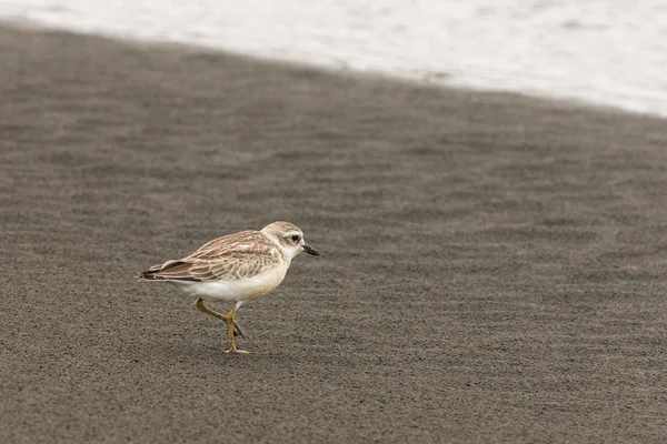 Nova Zelândia plover na praia arenosa — Fotografia de Stock