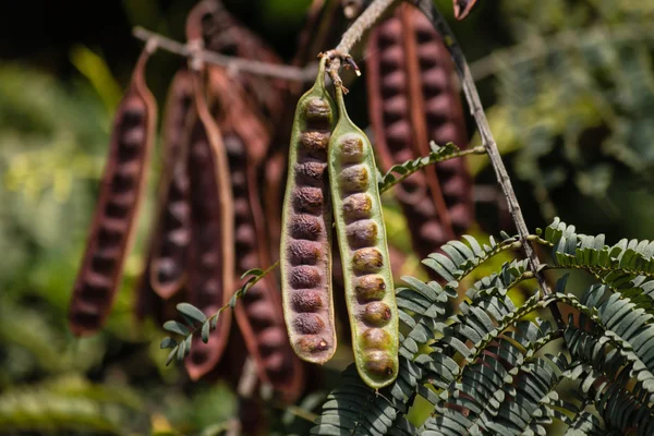 Detalle de vainas de semillas de langosta — Foto de Stock