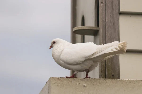 Detail of white pigeon at dovecote — Stock Photo, Image