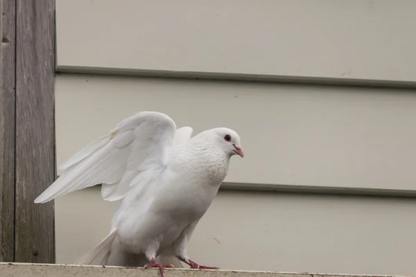 White pigeon taking off — Stock Photo, Image