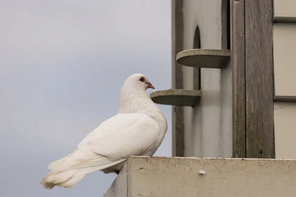 White pigeon perched at dovecote — Stock Photo, Image