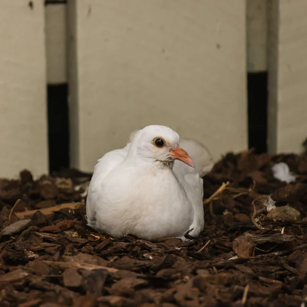 Nesting white dove — Stock Photo, Image