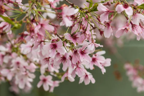 Detail of sakura flowers — Stock Photo, Image