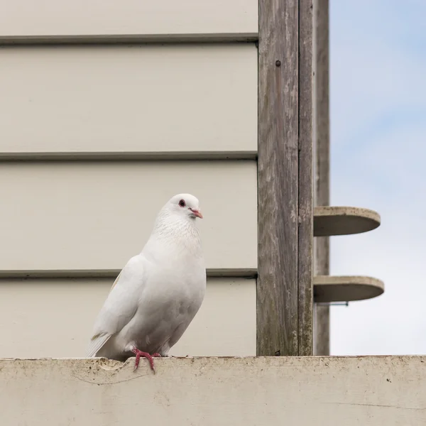 White pigeon sitting at dovecote — Stock Photo, Image