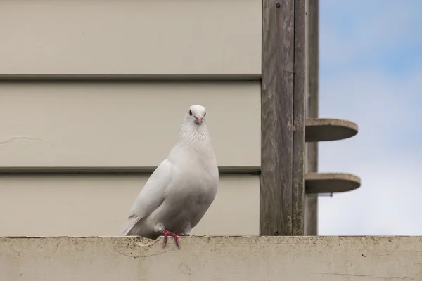 White dove at dovecote — Stock Photo, Image