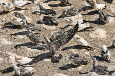 Genç kuşlarla sümsük kuşu kolonisi