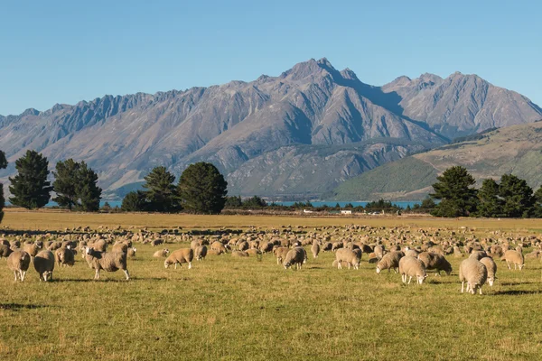 Kudde schapen grazen in de zuidelijke Alpen in Nieuw-Zeeland — Stockfoto