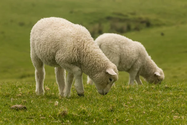 Isolated lambs grazing on fresh meadow — Stock Photo, Image