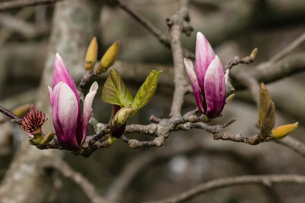 Magnolia fioletowe pąki i liście — Zdjęcie stockowe