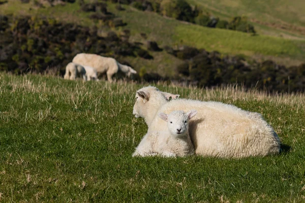 Ewe with lamb resting on fresh meadow — Stock Photo, Image