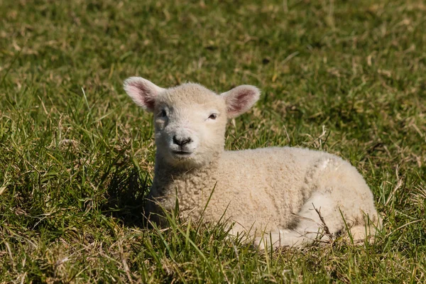 Little lamb resting on grass — Stock Photo, Image