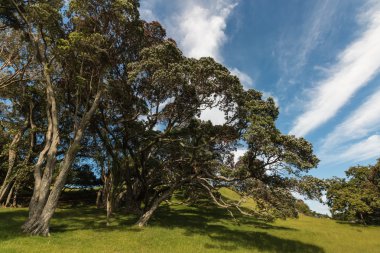 Budaklı Pohutukawa ağaçlar